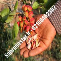نهال پسته ممتاز شناسنامه دار پسته ممتاز شناسنامه دار نهالستان بزرگ کرج 09120398416 مهندس مخملباف