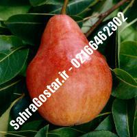 نهال گلابی آنجو اصلاح شده گلابی آنجو اصلاح شده نهالستان بزرگ کرج 09120398416 مهندس مخملباف