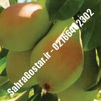 نهال گلابی اسپادانا اصلاح شده گلابی اسپادانا اصلاح شده نهالستان بزرگ کرج 09120398416 مهندس مخملباف
