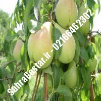 نهال گلابی اسپادانا پایه رویشی نهال گلابی اسپادانا پایه رویشی نهالستان بزرگ کرج 09120398416 مهندس مخملباف