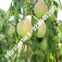 نهال گلابی اصلاح شده پایه رویشی نهال گلابی اصلاح شده پایه رویشی نهالستان بزرگ کرج 09120398416 مهندس مخملباف