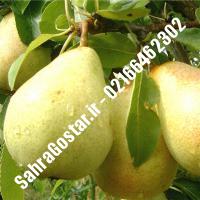 نهال گلابی بارتلت اصلاح شده گلابی بارتلت اصلاح شده نهالستان بزرگ کرج 09120398416 مهندس مخملباف