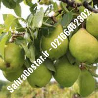 نهال گلابی تاشکندی اصلاح شده گلابی تاشکندی اصلاح شده نهالستان بزرگ کرج 09120398416 مهندس مخملباف