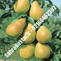 نهال گلابی تاشکندی پایه رویشی نهال گلابی تاشکندی پایه رویشی نهالستان بزرگ کرج 09120398416 مهندس مخملباف