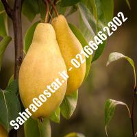 نهال گلابی درگزی پایه رویشی نهال گلابی درگزی پایه رویشی نهالستان بزرگ کرج 09120398416 مهندس مخملباف