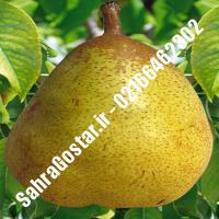 نهال گلابی دوشس اصلاح شده گلابی دوشس اصلاح شده نهالستان بزرگ کرج 09120398416 مهندس مخملباف