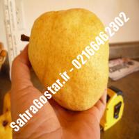 نهال گلابی دوشس پایه رویشی نهال گلابی دوشس پایه رویشی نهالستان بزرگ کرج 09120398416 مهندس مخملباف