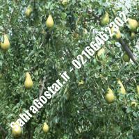 نهال گلابی دیرگل پایه رویشی نهال گلابی دیرگل پایه رویشی نهالستان بزرگ کرج 09120398416 مهندس مخملباف