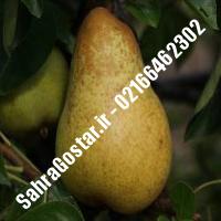 نهال گلابی زودبازده پایه رویشی نهال گلابی زودبازده پایه رویشی نهالستان بزرگ کرج 09120398416 مهندس مخملباف
