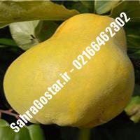 نهال گلابی سردرودی اصلاح شده گلابی سردرودی اصلاح شده نهالستان بزرگ کرج 09120398416 مهندس مخملباف