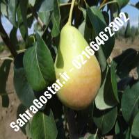 نهال گلابی سردرودی پایه رویشی نهال گلابی سردرودی پایه رویشی نهالستان بزرگ کرج 09120398416 مهندس مخملباف