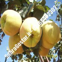 نهال گلابی سیبری پایه رویشی نهال گلابی سیبری پایه رویشی نهالستان بزرگ کرج 09120398416 مهندس مخملباف
