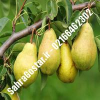 نهال گلابی سیف تبریز اصلاح شده گلابی سیف تبریز اصلاح شده نهالستان بزرگ کرج 09120398416 مهندس مخملباف