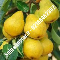 نهال گلابی شاه میوه اصلاح شده گلابی شاه میوه اصلاح شده نهالستان بزرگ کرج 09120398416 مهندس مخملباف