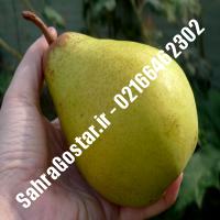 نهال گلابی ویلیامز اصلاح شده گلابی ویلیامز اصلاح شده نهالستان بزرگ کرج 09120398416 مهندس مخملباف