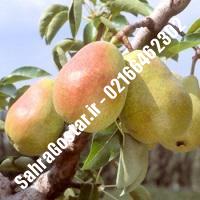 نهال گلابی ویلیامز پایه رویشی نهال گلابی ویلیامز پایه رویشی نهالستان بزرگ کرج 09120398416 مهندس مخملباف