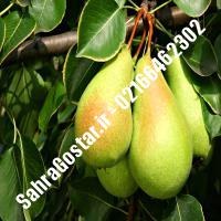 نهال گلابی پیوندی پایه رویشی نهال گلابی پیوندی پایه رویشی نهالستان بزرگ کرج 09120398416 مهندس مخملباف