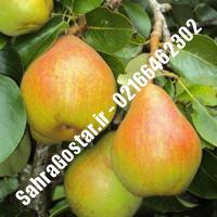 نهال گلابی ژنوتیپ پایه رویشی نهال گلابی ژنوتیپ پایه رویشی نهالستان بزرگ کرج 09120398416 مهندس مخملباف