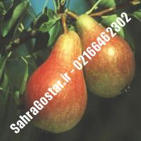 نهال گلابی کوشیا اصلاح شده گلابی کوشیا اصلاح شده نهالستان بزرگ کرج 09120398416 مهندس مخملباف