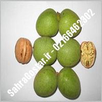 نهالستان گردوی ارمنستان پیوندی کرج | نهالستان مهندس مخملباف | 09120398416