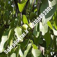 نهالستان گردوی ارکا پیوندی کرج | نهالستان مهندس مخملباف | 09120398416