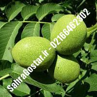 نهالستان گردوی تویسرکانی پیوندی کرج | نهالستان مهندس مخملباف | 09120398416