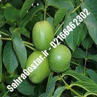 نهالستان گردوی جمال پیوندی کرج | نهالستان مهندس مخملباف | 09120398416