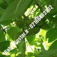 نهالستان گردوی روند پیوندی کرج | نهالستان مهندس مخملباف | 09120398416