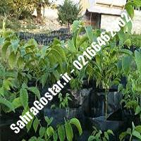 نهالستان گردوی سوهانکی پیوندی کرج | نهالستان مهندس مخملباف | 09120398416