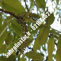 نهالستان گردوی سیسکو پیوندی کرج | نهالستان مهندس مخملباف | 09120398416