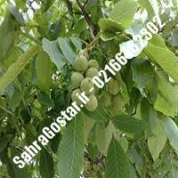 نهالستان گردوی شبین پیوندی کرج | نهالستان مهندس مخملباف | 09120398416