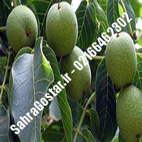 نهالستان گردوی فرنور پیوندی کرج | نهالستان مهندس مخملباف | 09120398416