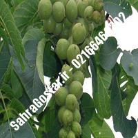نهالستان گردوی هارتلی پیوندی کرج | نهالستان مهندس مخملباف | 09120398416