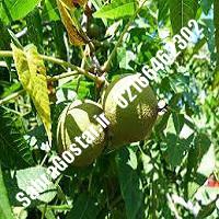 نهالستان گردوی پدرو پیوندی کرج | نهالستان مهندس مخملباف | 09120398416