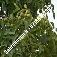 نهالستان گردو چندلر کرج نهالستان مهندس مخملباف